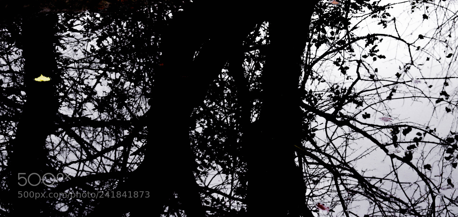 Nikon D3400 sample photo. Cwmcarn park photography