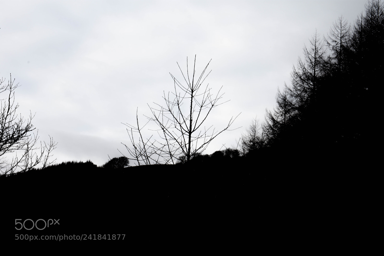 Nikon D3400 sample photo. Cwmcarn park photography