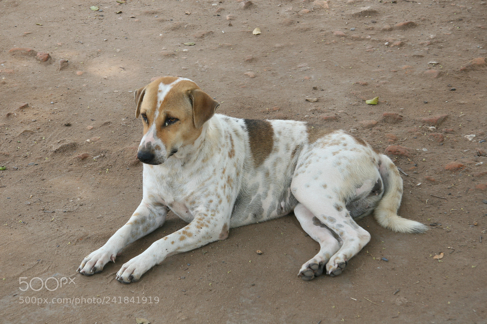 Canon EOS 30D sample photo. Img photography
