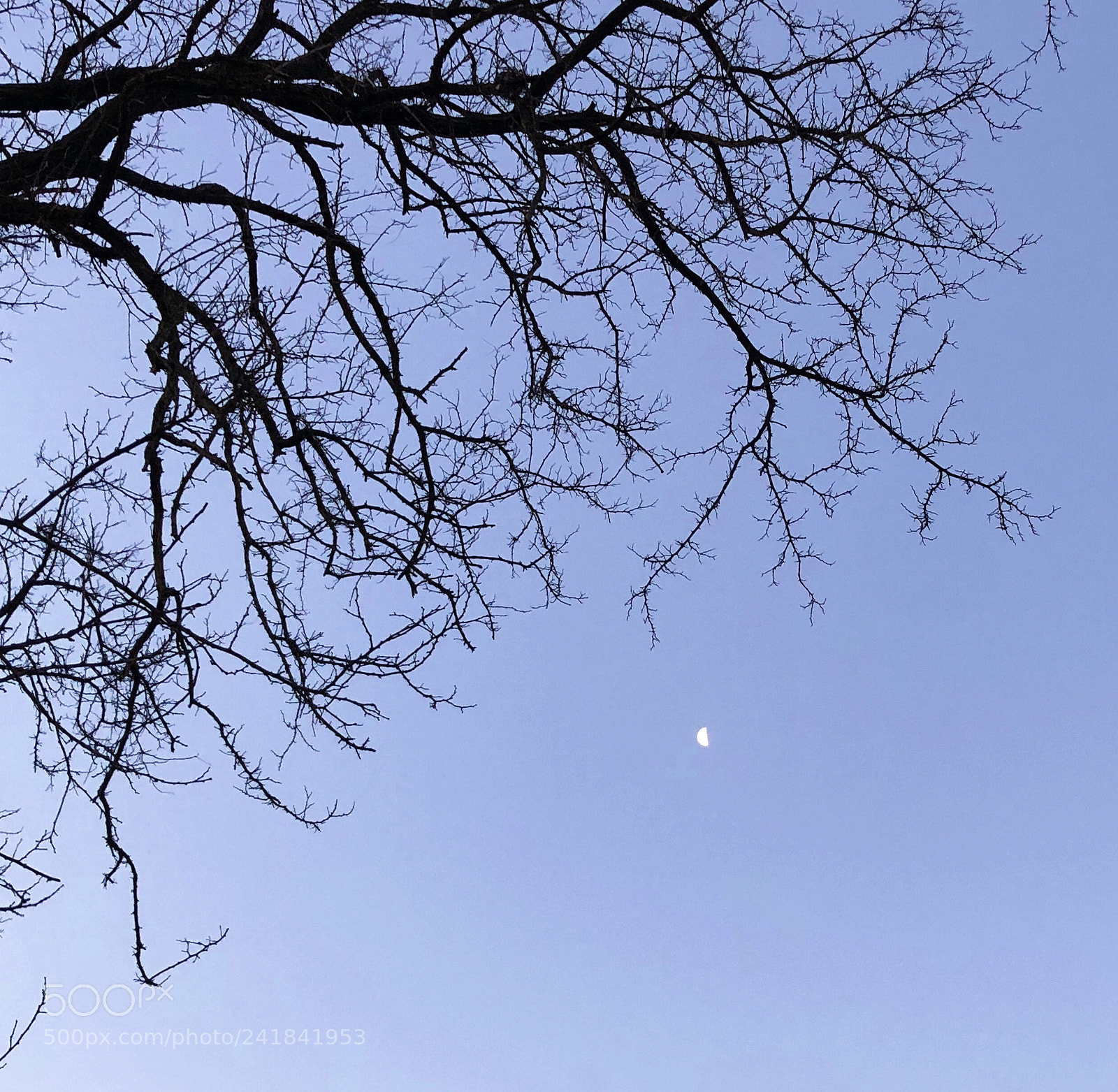 Apple iPhone X sample photo. Untitled photography