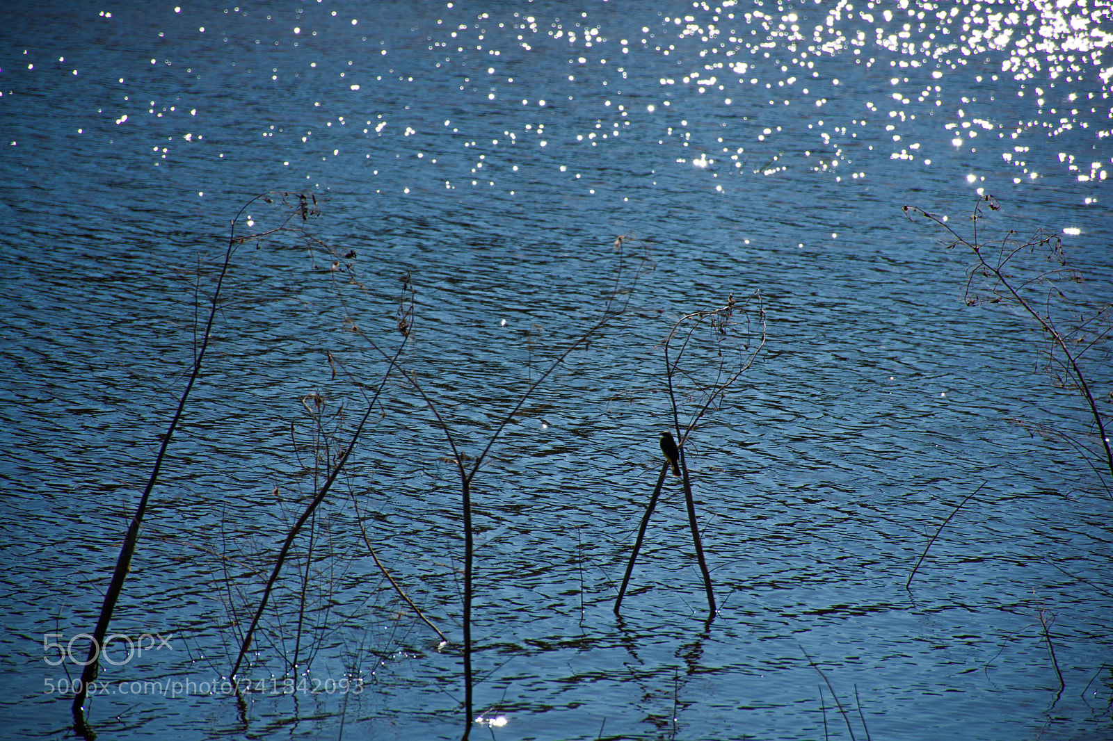 Nikon D7200 sample photo. Untitled photography
