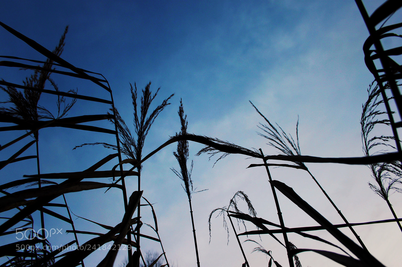 Canon EOS 500D (EOS Rebel T1i / EOS Kiss X3) sample photo. Tall grass photography