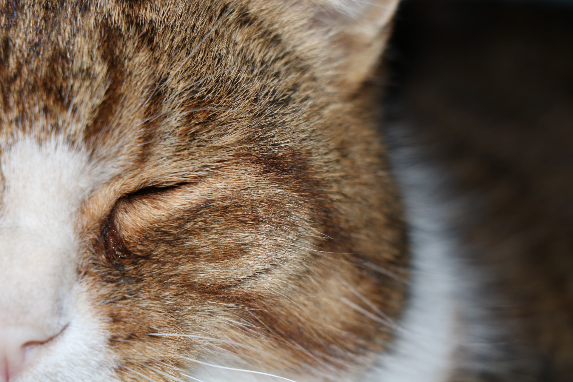 Canon EOS 750D (EOS Rebel T6i / EOS Kiss X8i) sample photo. Feline look photography