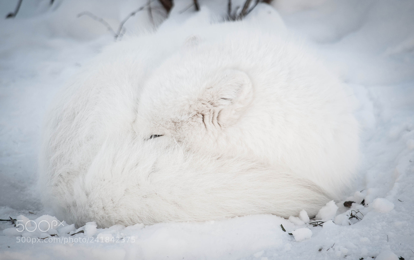 Nikon D90 sample photo. Arctic fox nap photography