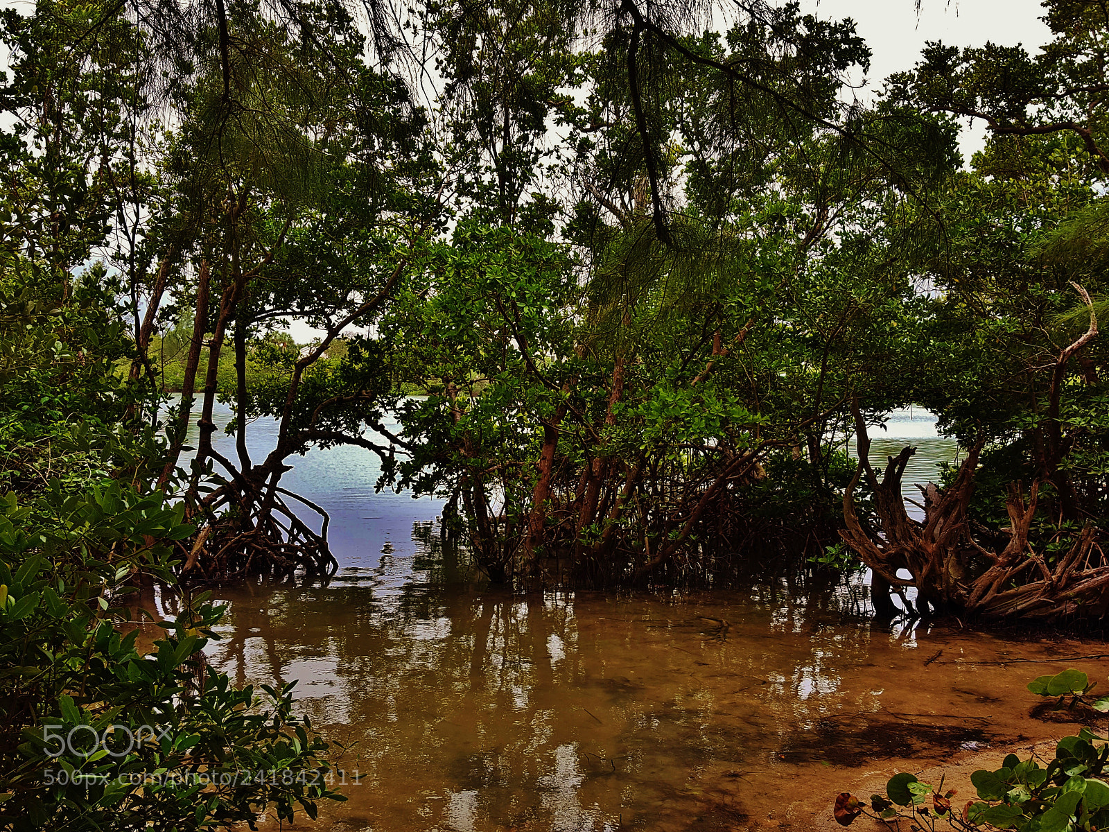 Samsung Galaxy S6 sample photo. Lagoon mangroves scenery 2018 photography