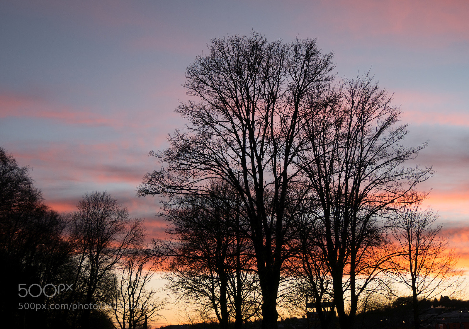 Panasonic DMC-G70 sample photo. Sundown trees photography