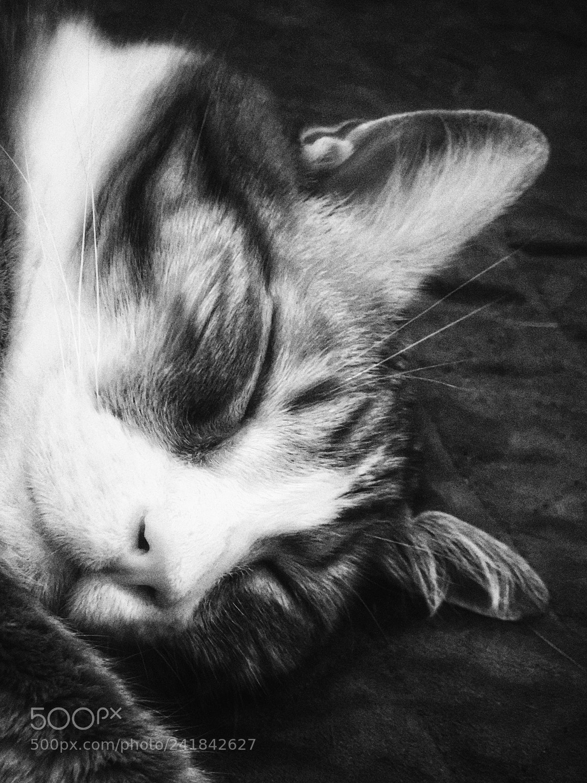Apple iPhone 7 Plus sample photo. Resting.... photography