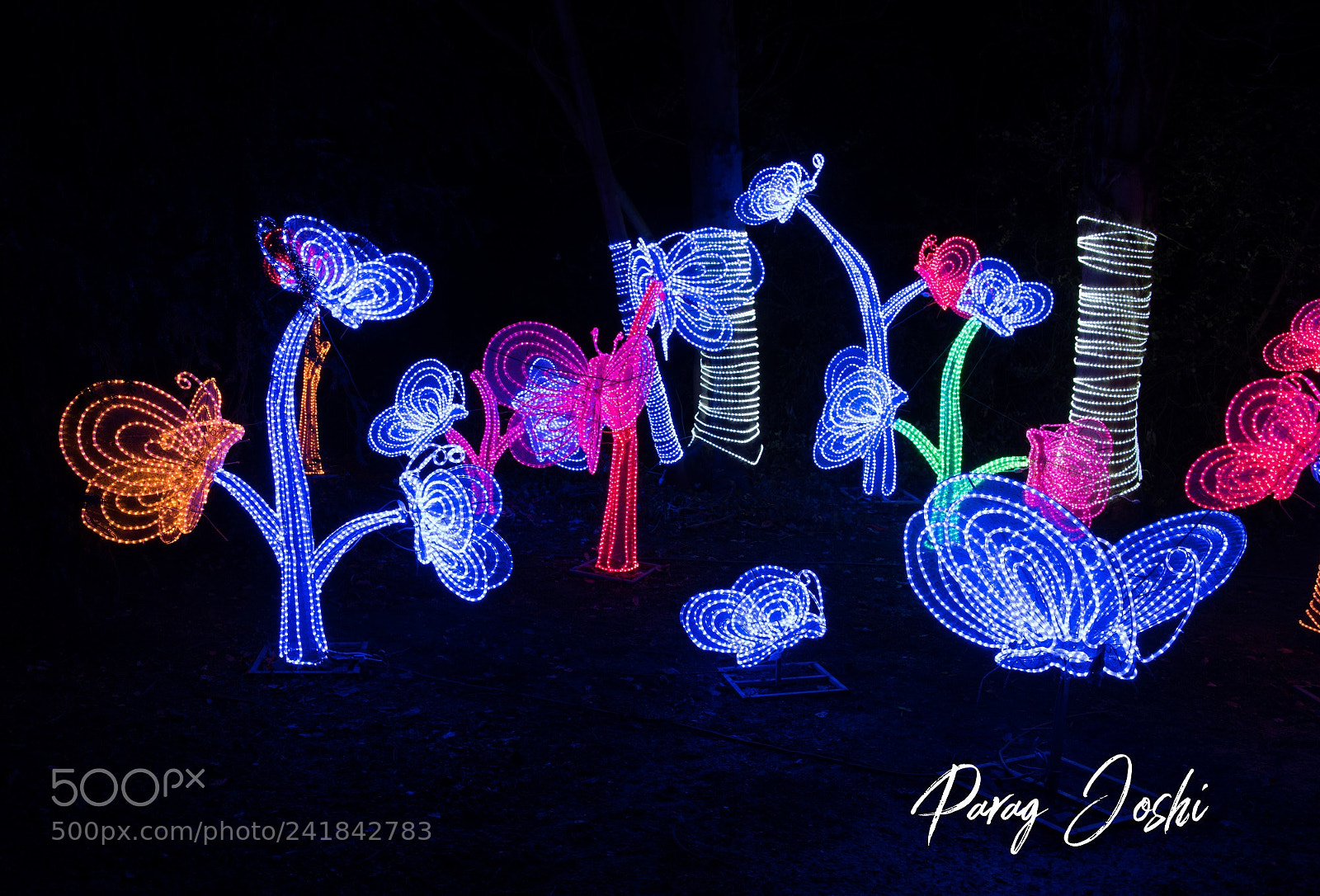 Nikon D810 sample photo. Magical lantern photography
