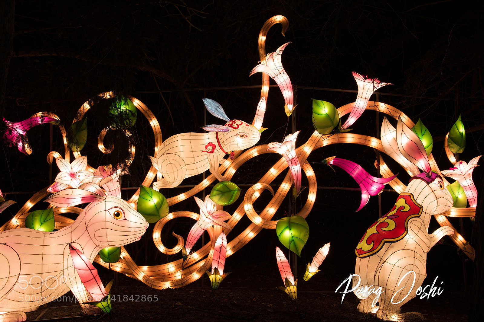 Nikon D810 sample photo. Magical lantern photography