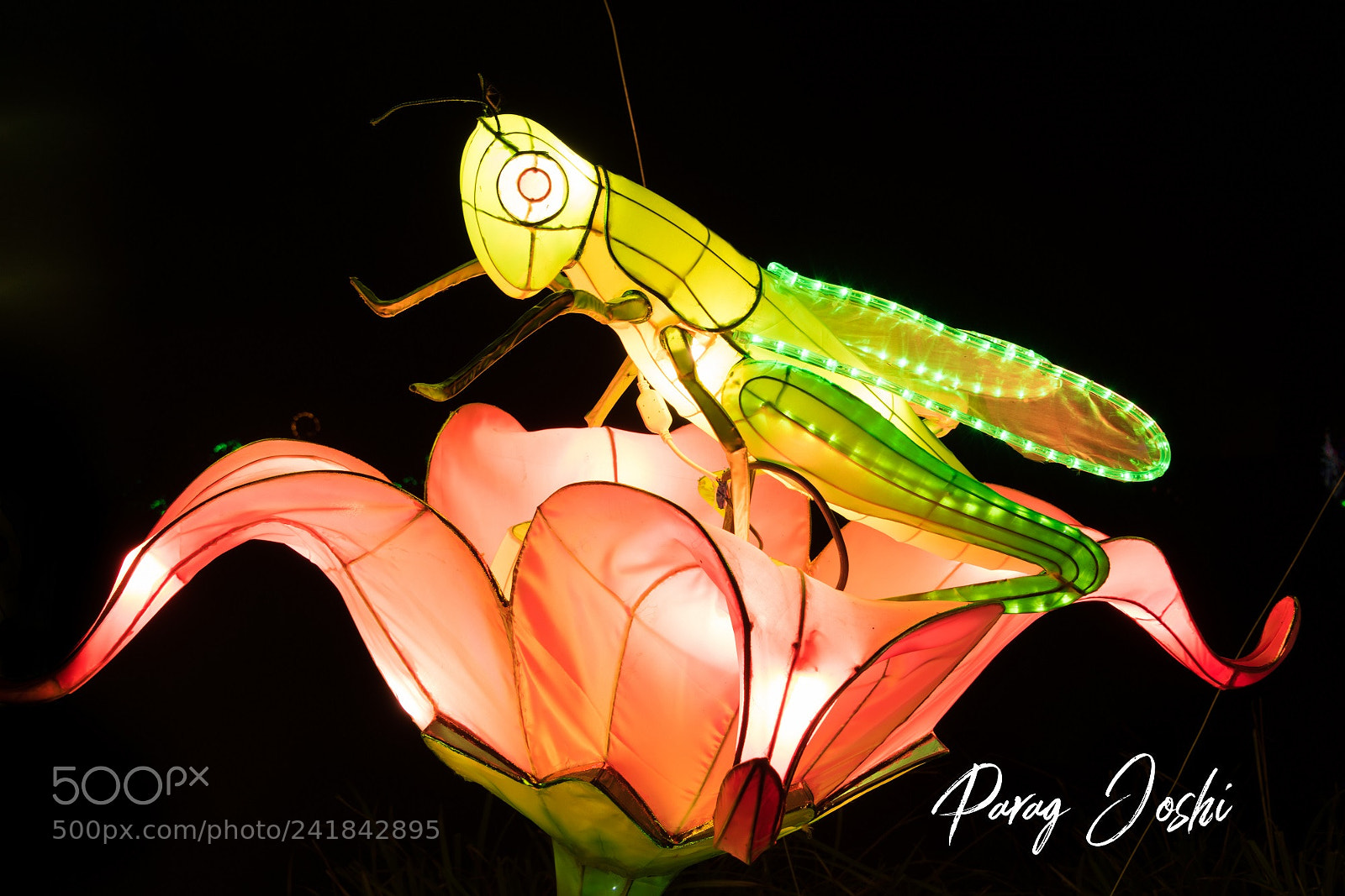 Nikon D810 sample photo. Magical lantern photography