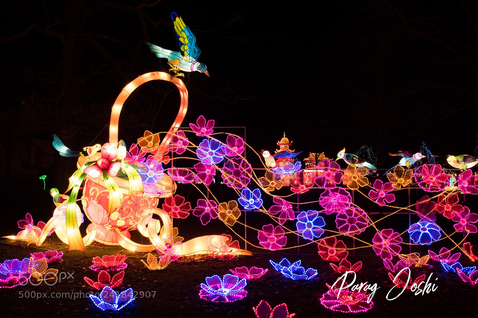 Nikon D810 sample photo. Magical lantern photography
