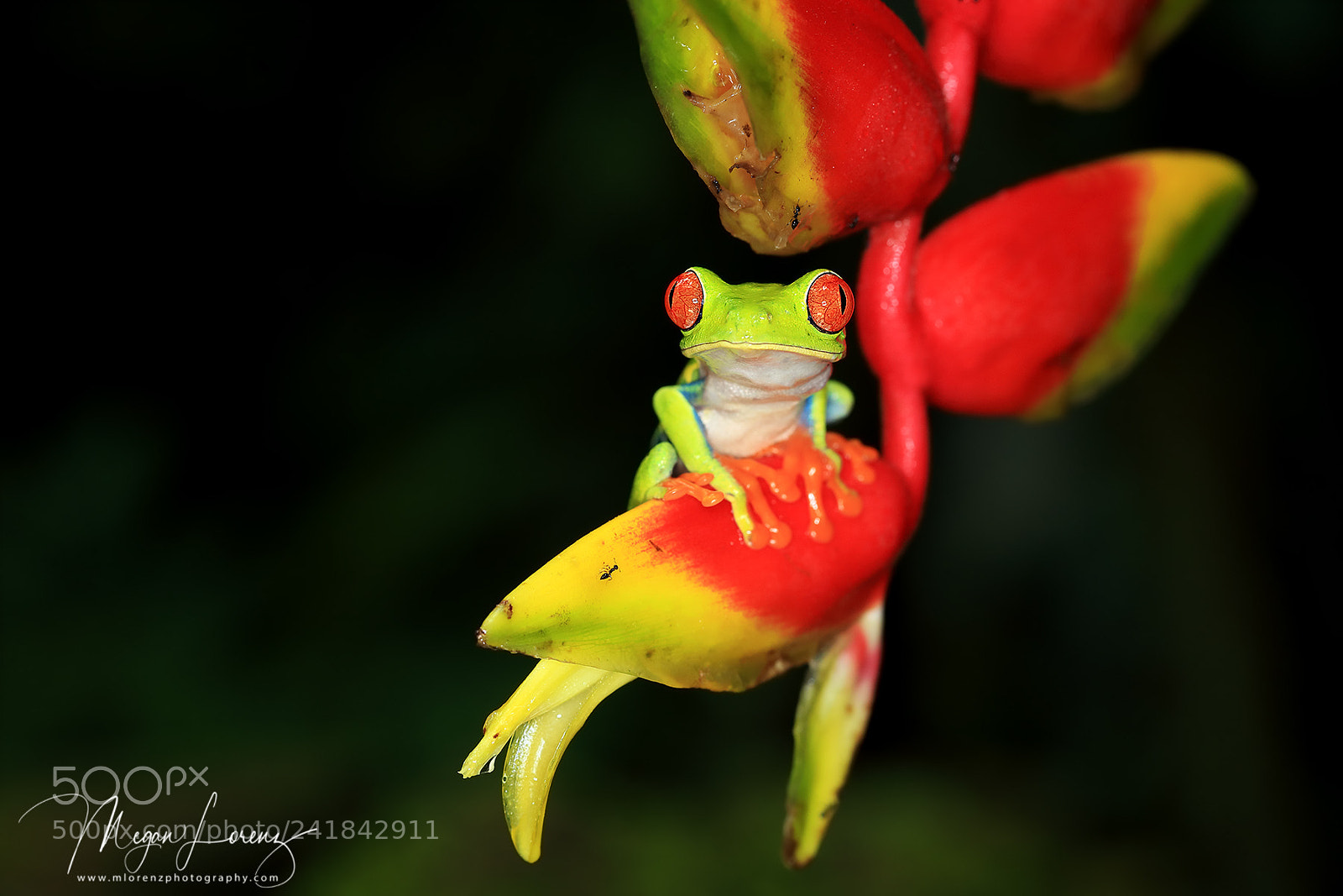 Canon EOS-1D X Mark II sample photo. Catching the red-eye photography