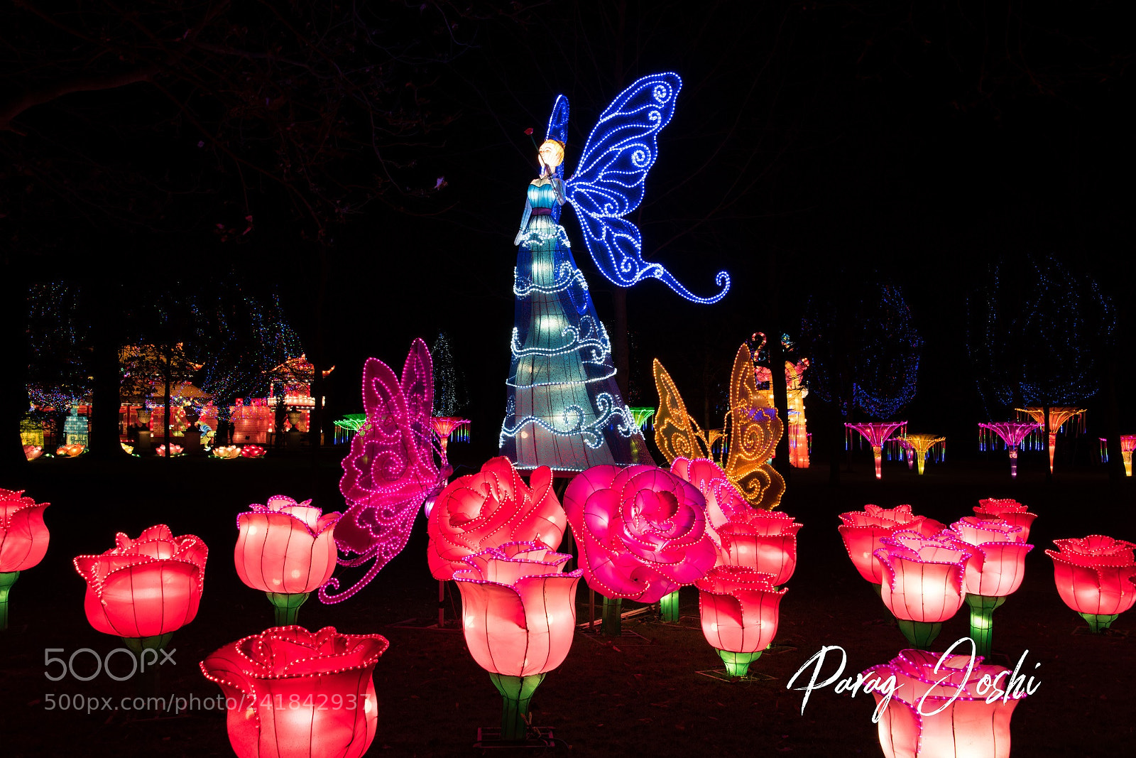 Nikon D810 sample photo. Magical lantern photography