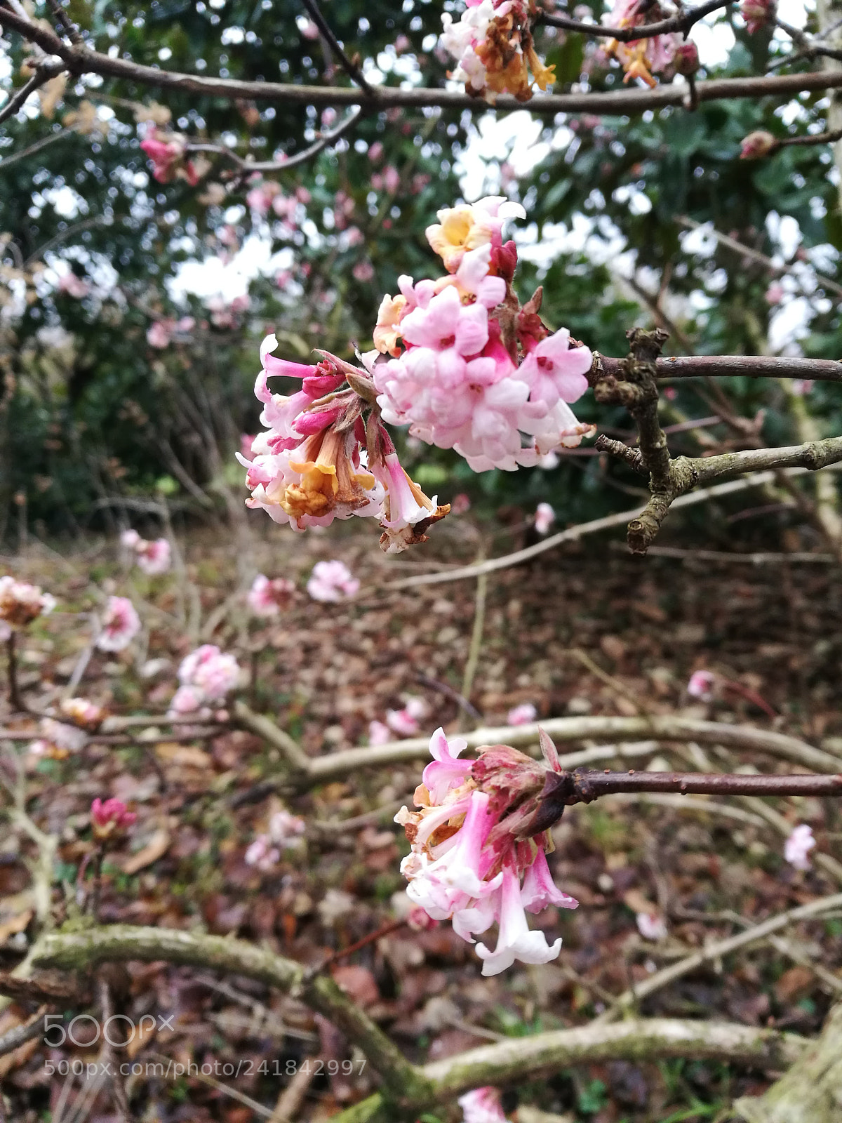 HUAWEI P9 sample photo. Untitled photography