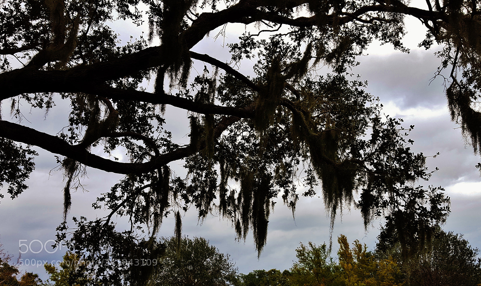 Samsung Galaxy S6 sample photo. Spanish moss silhouettes photography