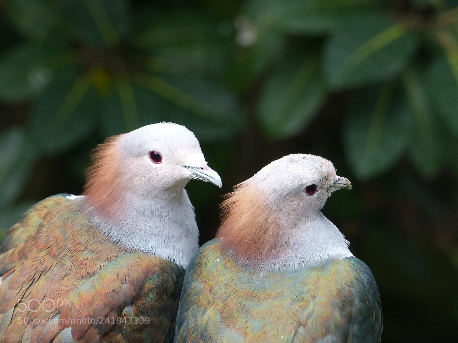 Panasonic Lumix DMC-FZ200 sample photo. Two birds photography