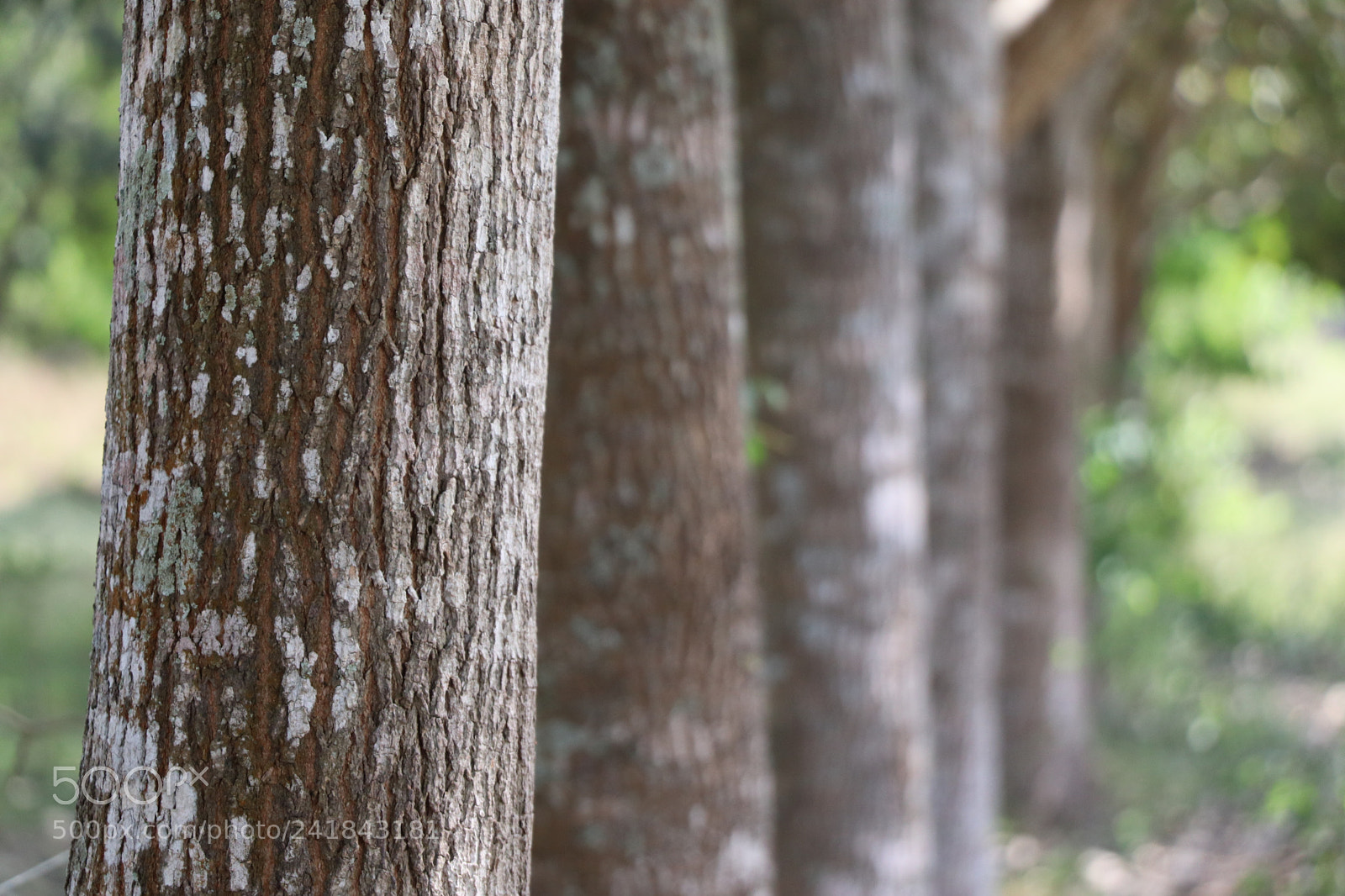 Canon EOS 77D (EOS 9000D / EOS 770D) sample photo. Any tree robles photography
