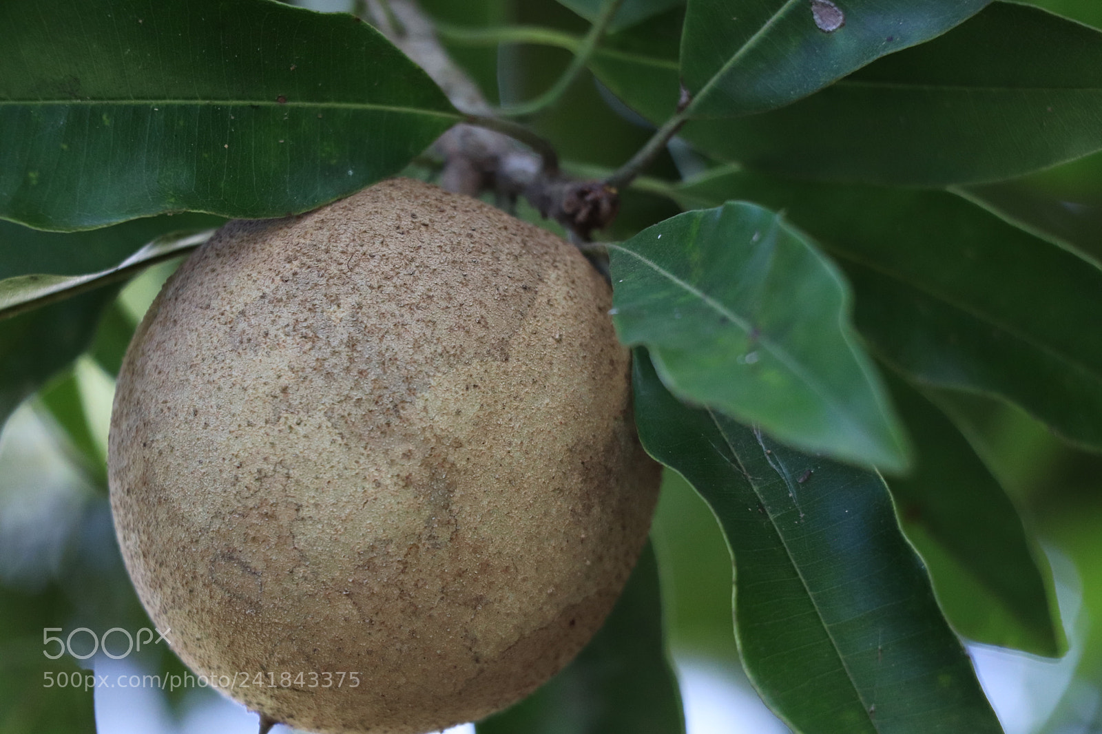 Canon EOS 77D (EOS 9000D / EOS 770D) sample photo. Delicious medlar fruit photography