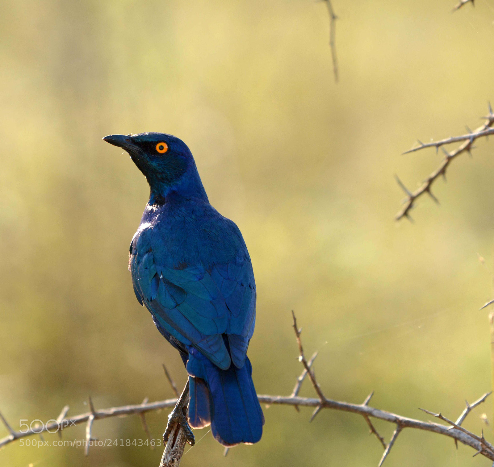 Nikon D7100 sample photo. Cape glossy starling photography