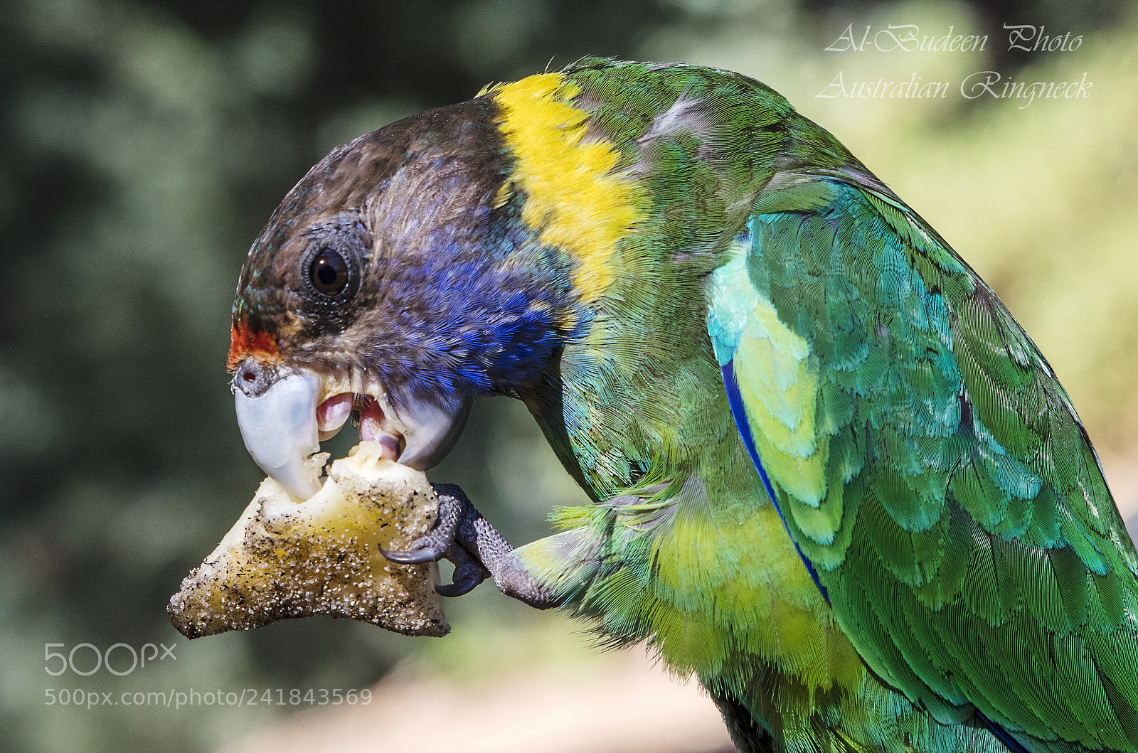 Canon EOS 5DS R sample photo. Australian ringneck photography