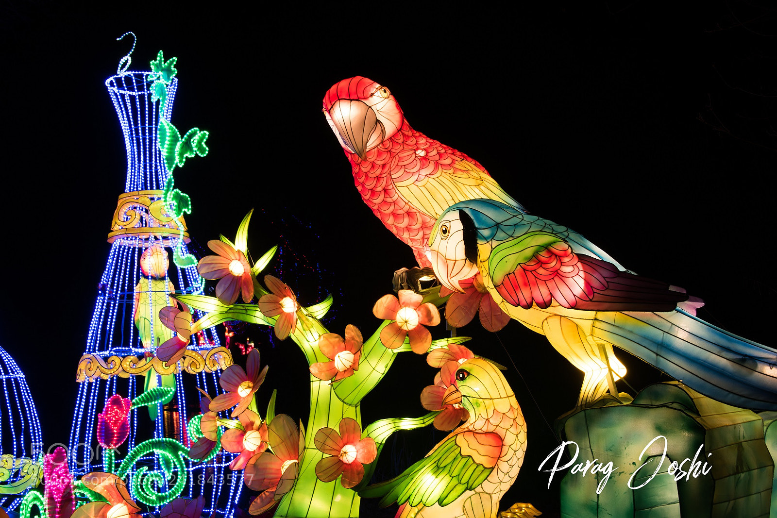Nikon D810 sample photo. Magical lantern photography