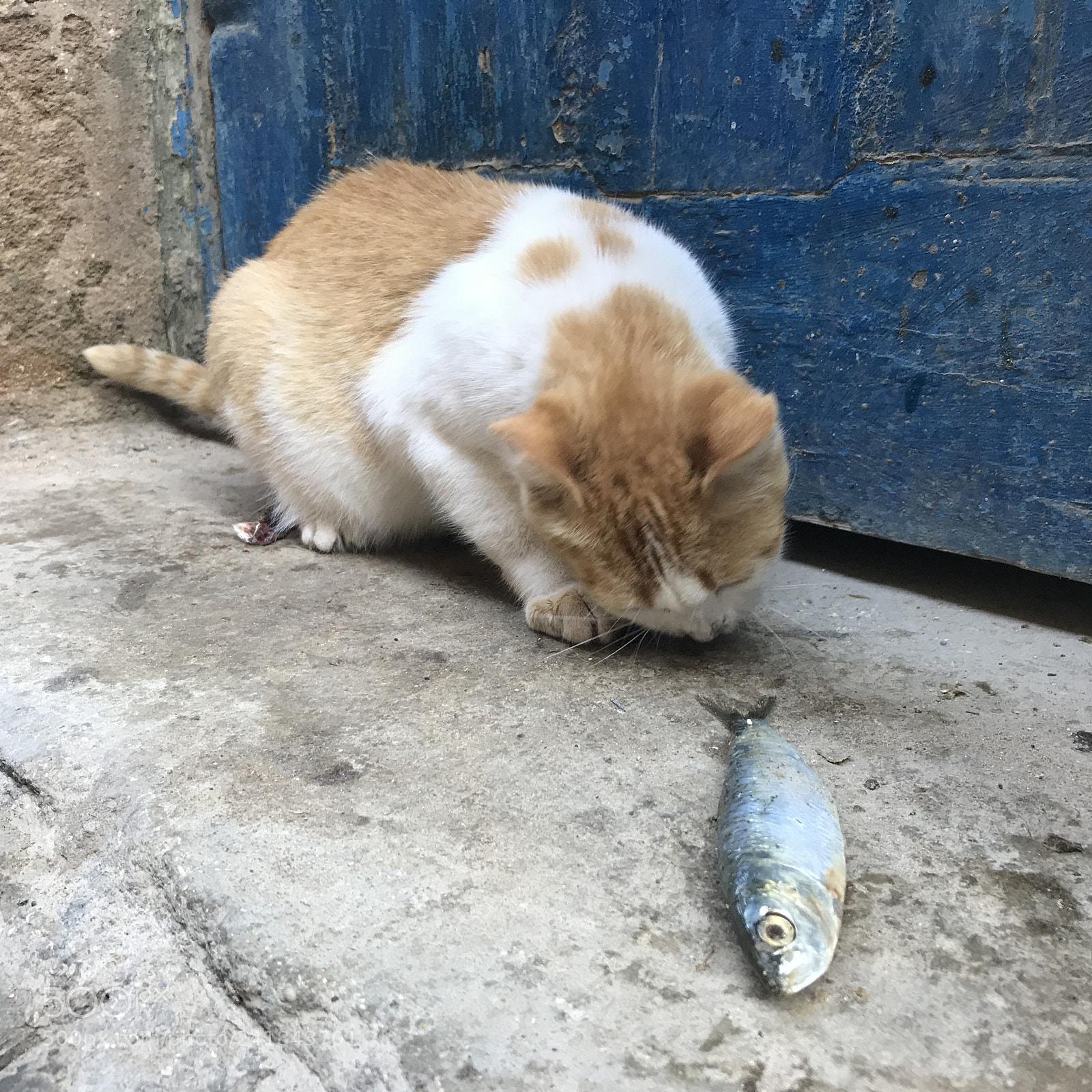 Apple iPhone 7 sample photo. Fishy business photography