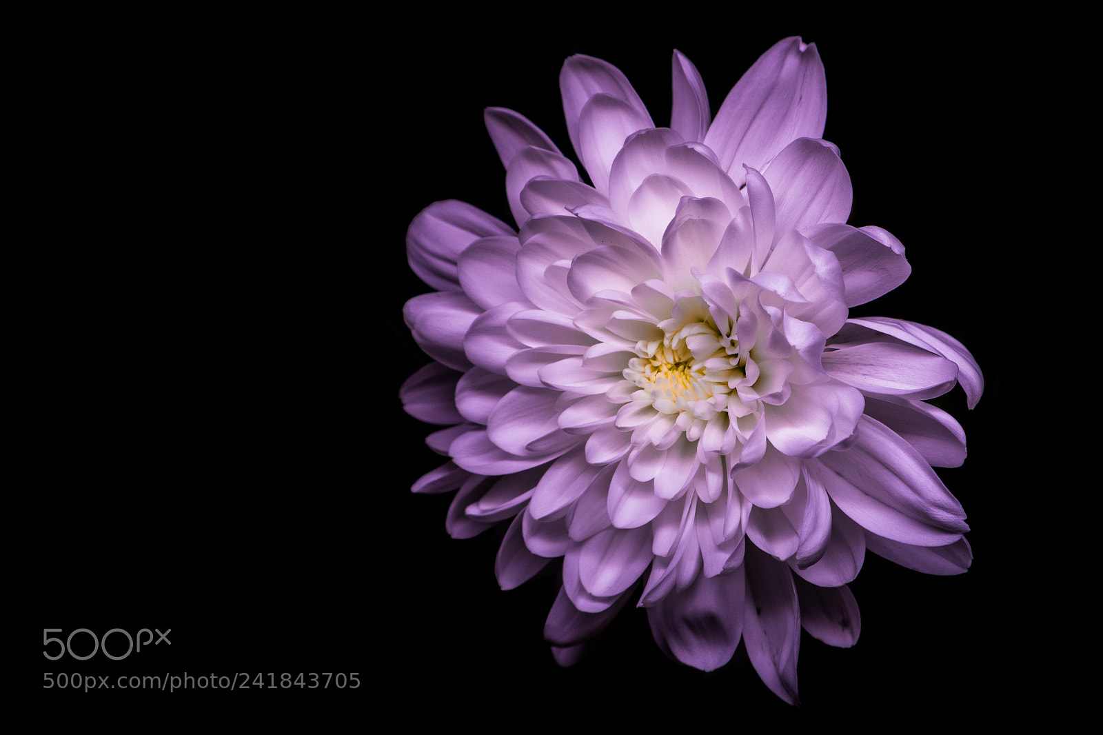 Sony Cyber-shot DSC-RX100 sample photo. Purple photography