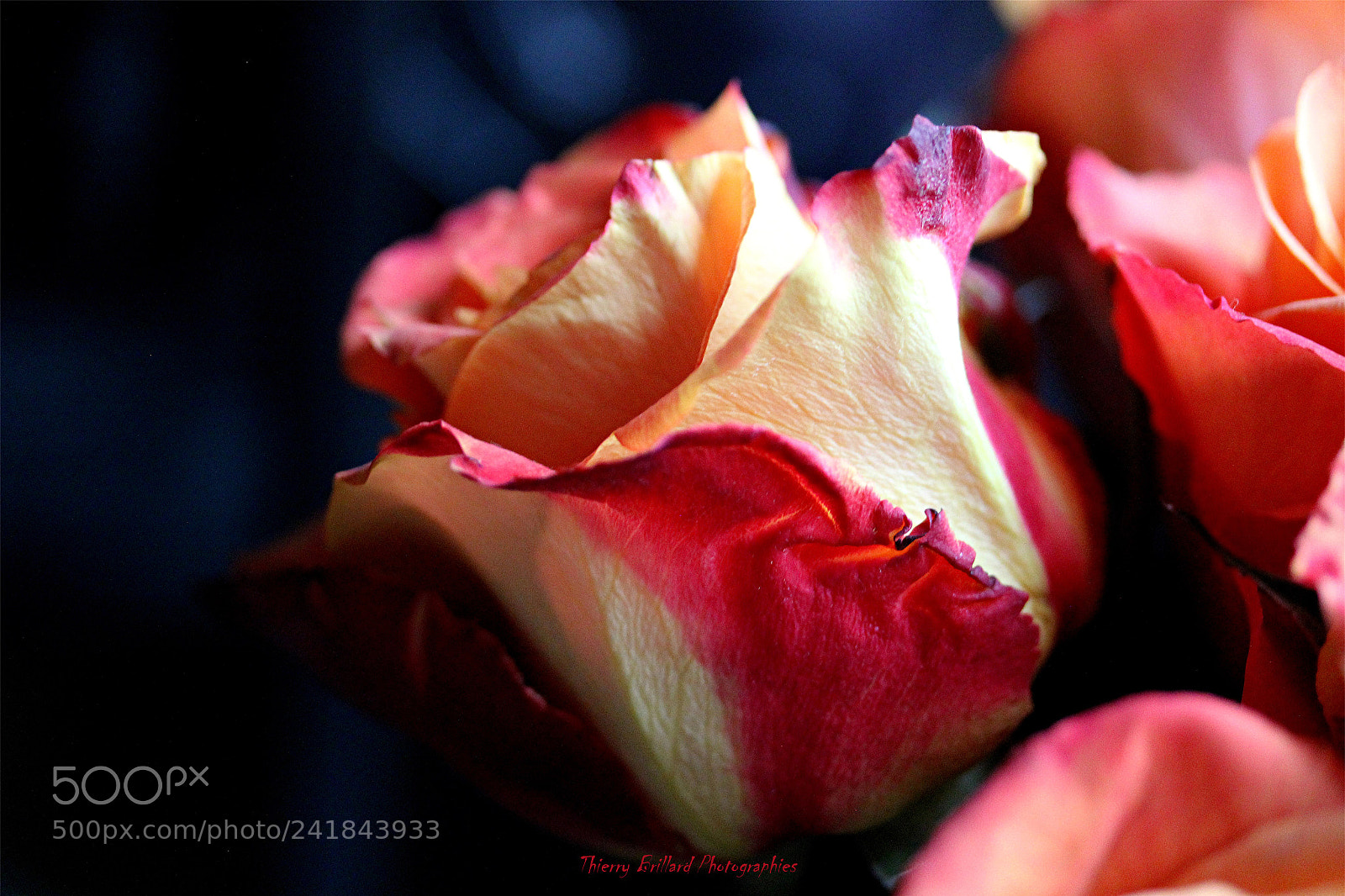 Canon EOS 600D (Rebel EOS T3i / EOS Kiss X5) sample photo. Splendid rose photography