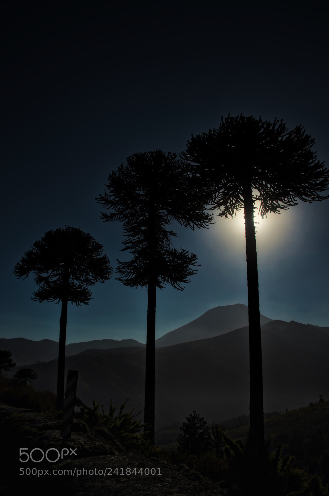 Nikon D800 sample photo. Araucarias escondiendo la l photography