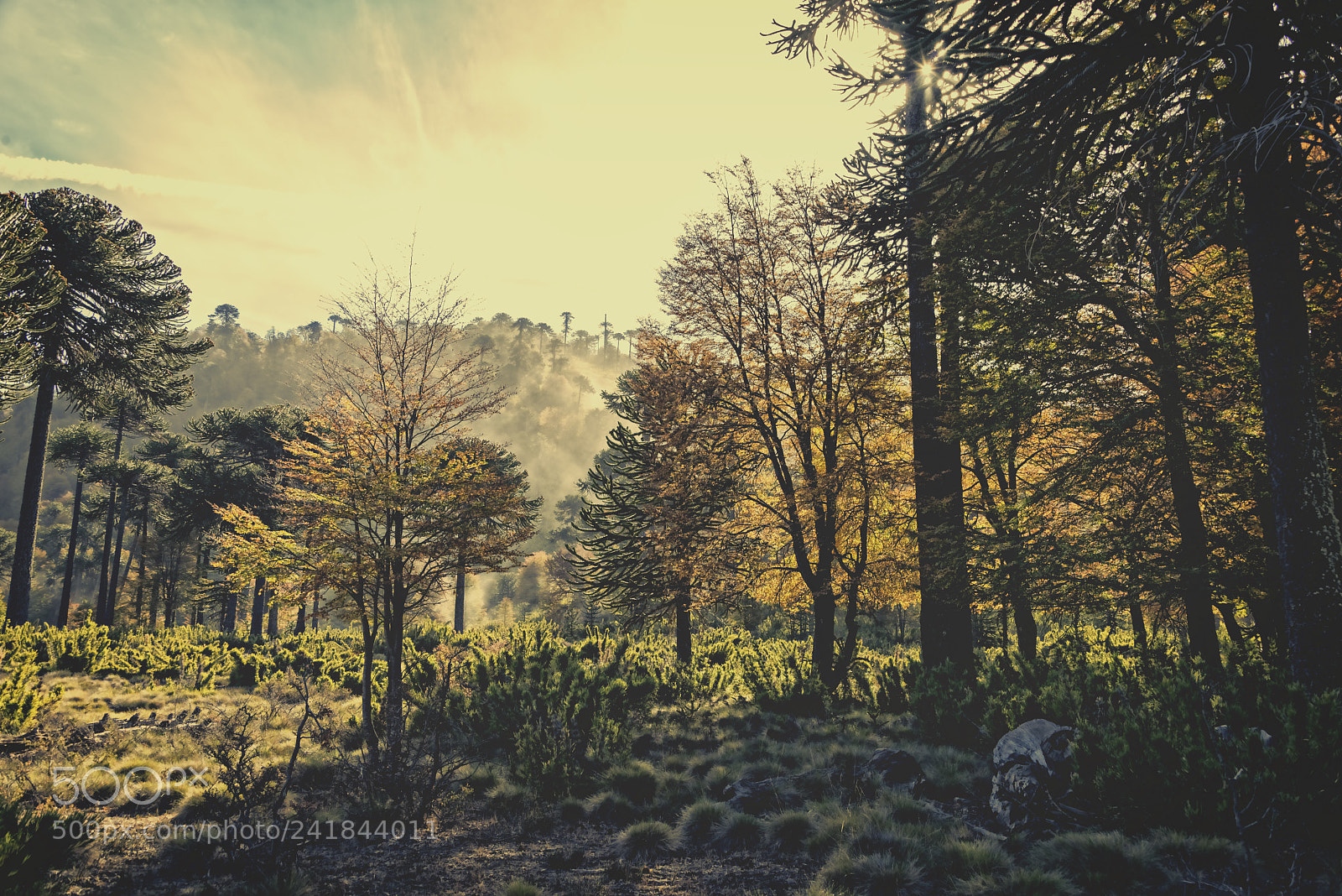 Nikon D800 sample photo. Bosque otoño photography