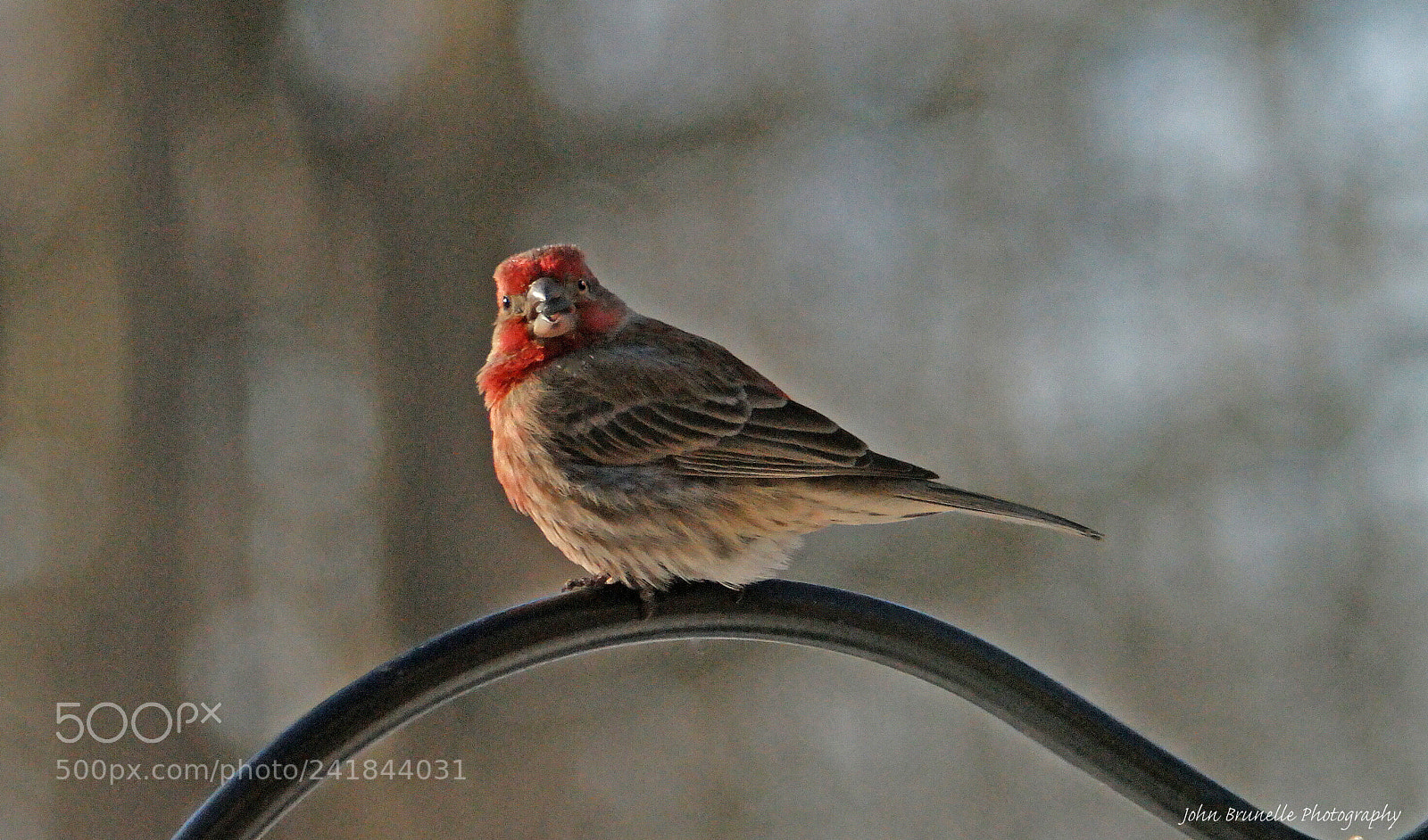Samsung NX500 sample photo. Bird jan 8 photography