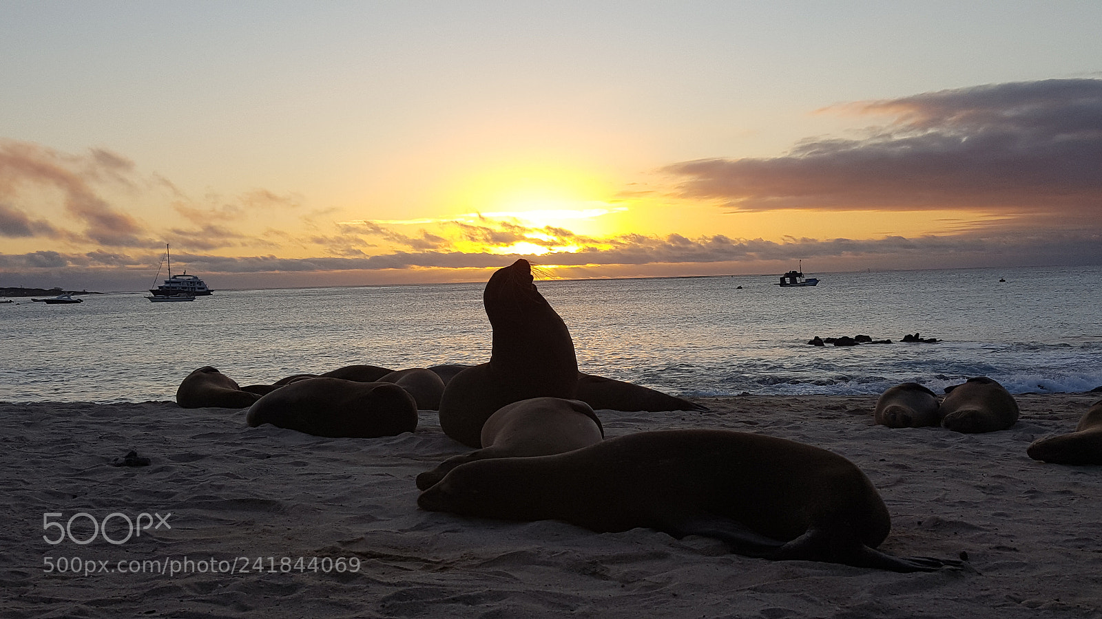 Samsung Galaxy S6 sample photo. Sealion's sunset photography