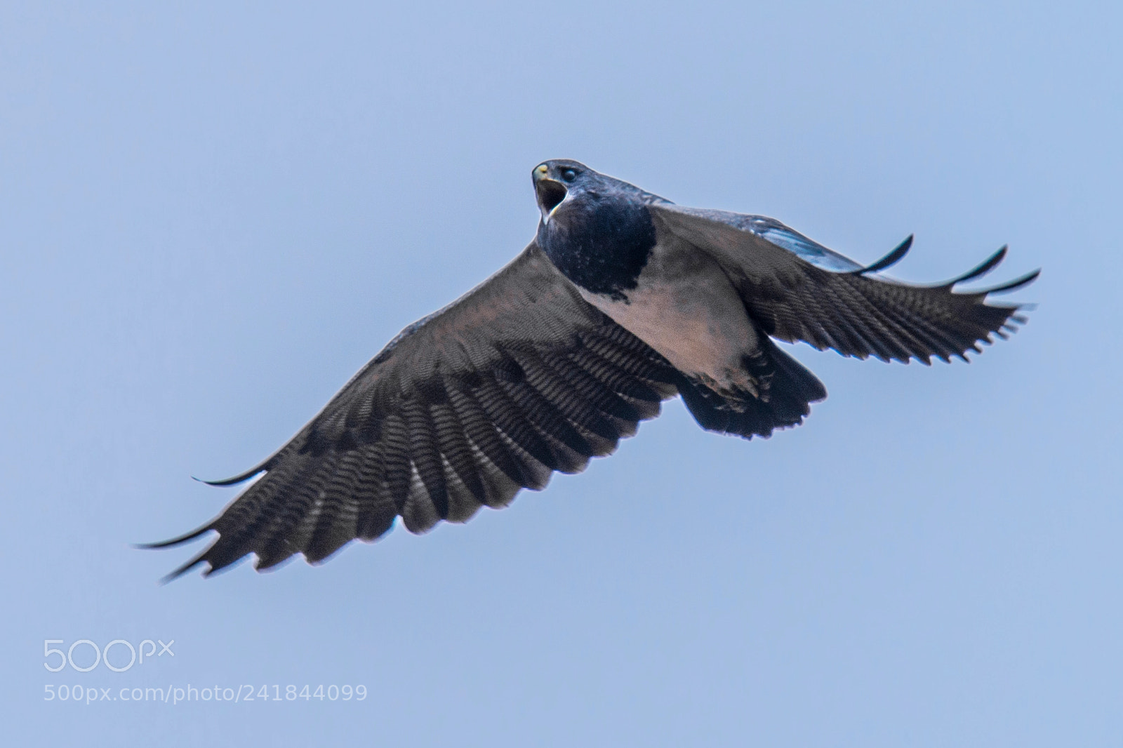 Nikon D800 sample photo. Vuelo en el p photography