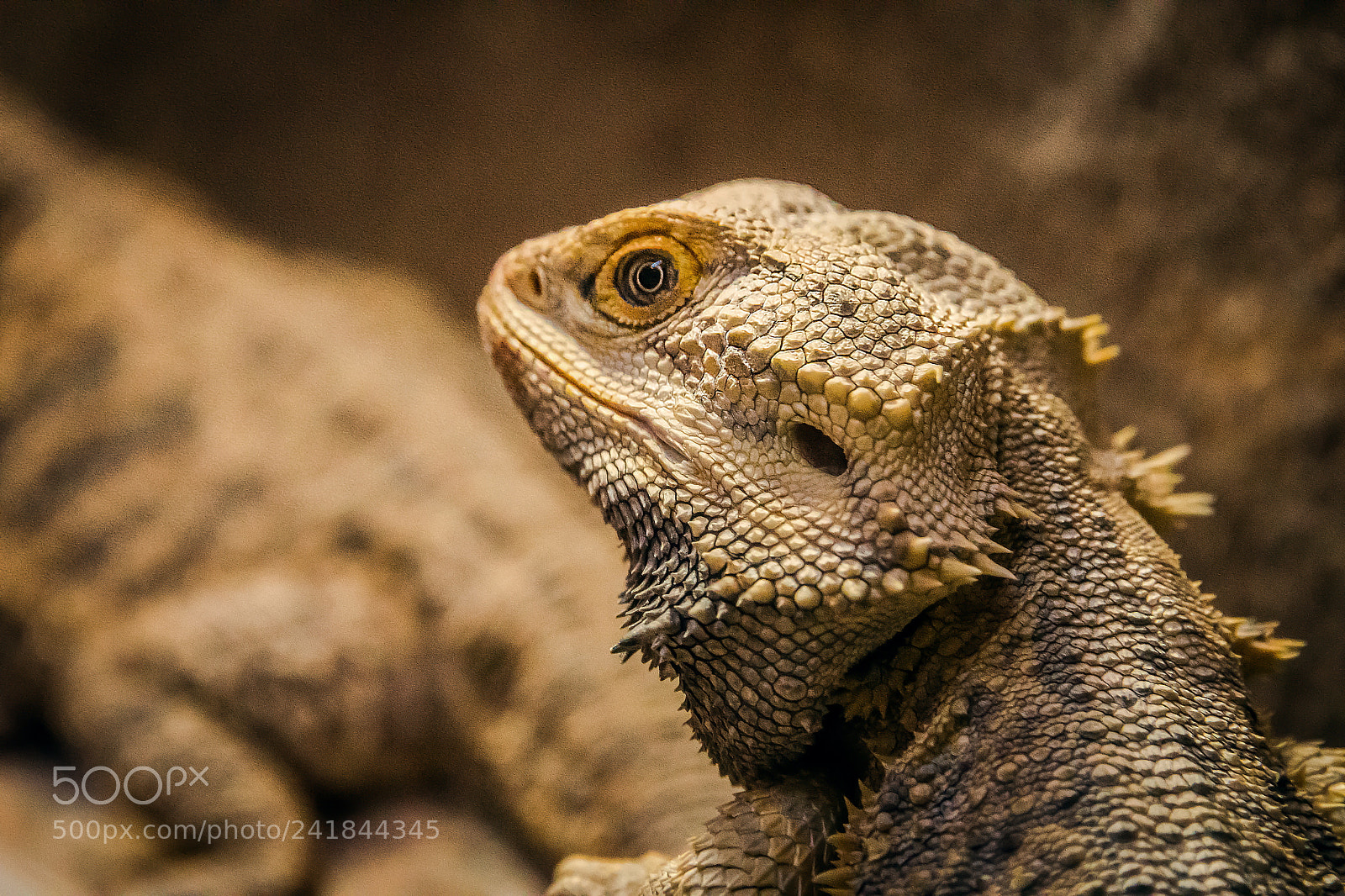 Nikon D500 sample photo. Lizard photography
