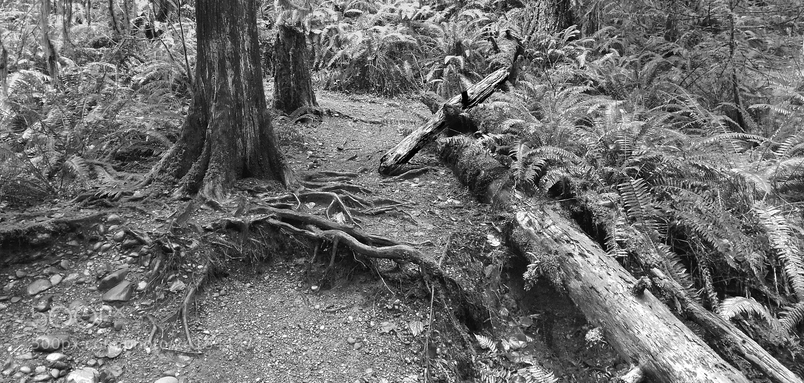 Nikon Coolpix P520 sample photo. Trail at twanoh state photography