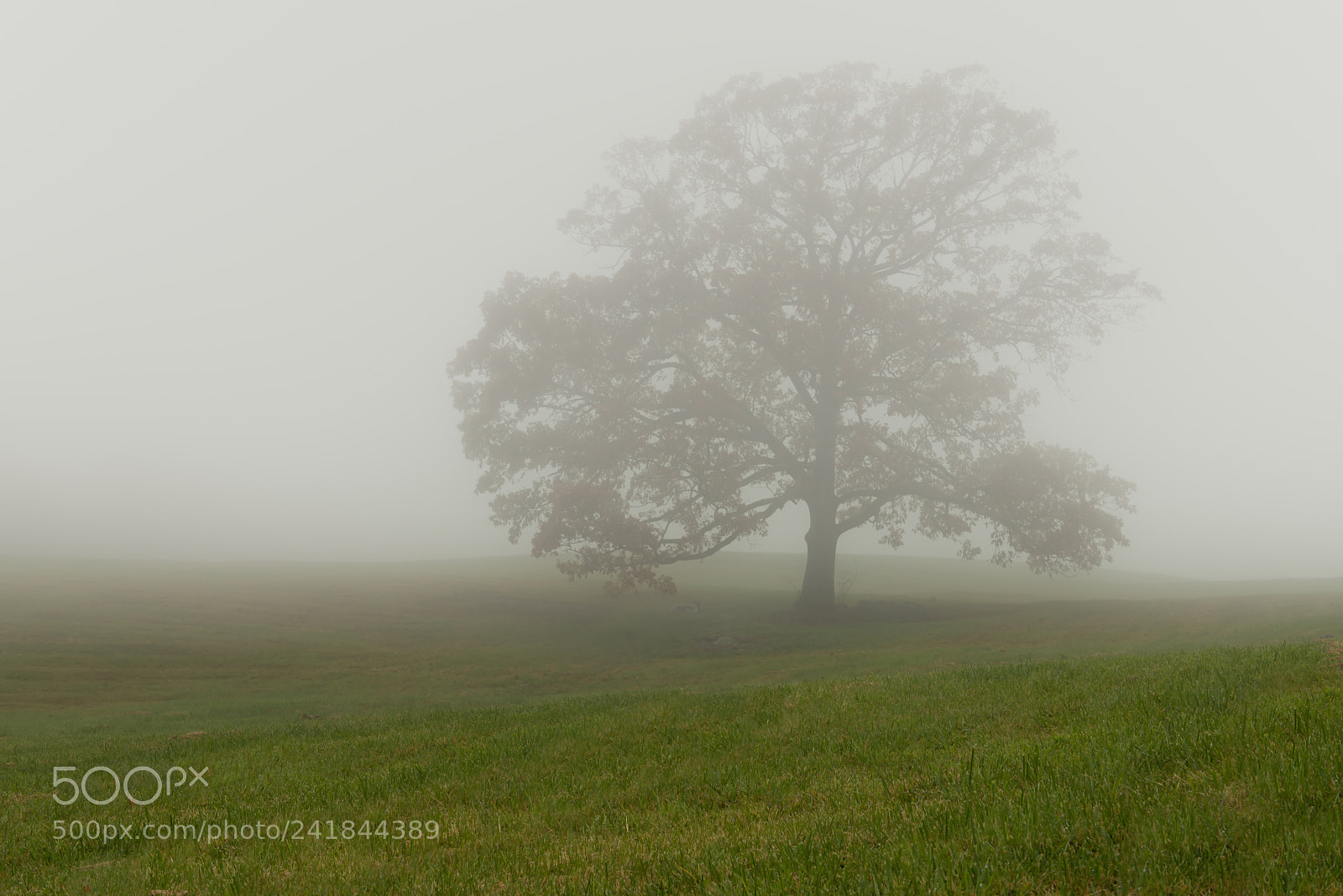 Nikon D800E sample photo. In a haze photography