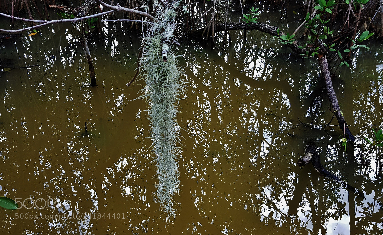 Samsung Galaxy S6 sample photo. Spanish moss in the photography