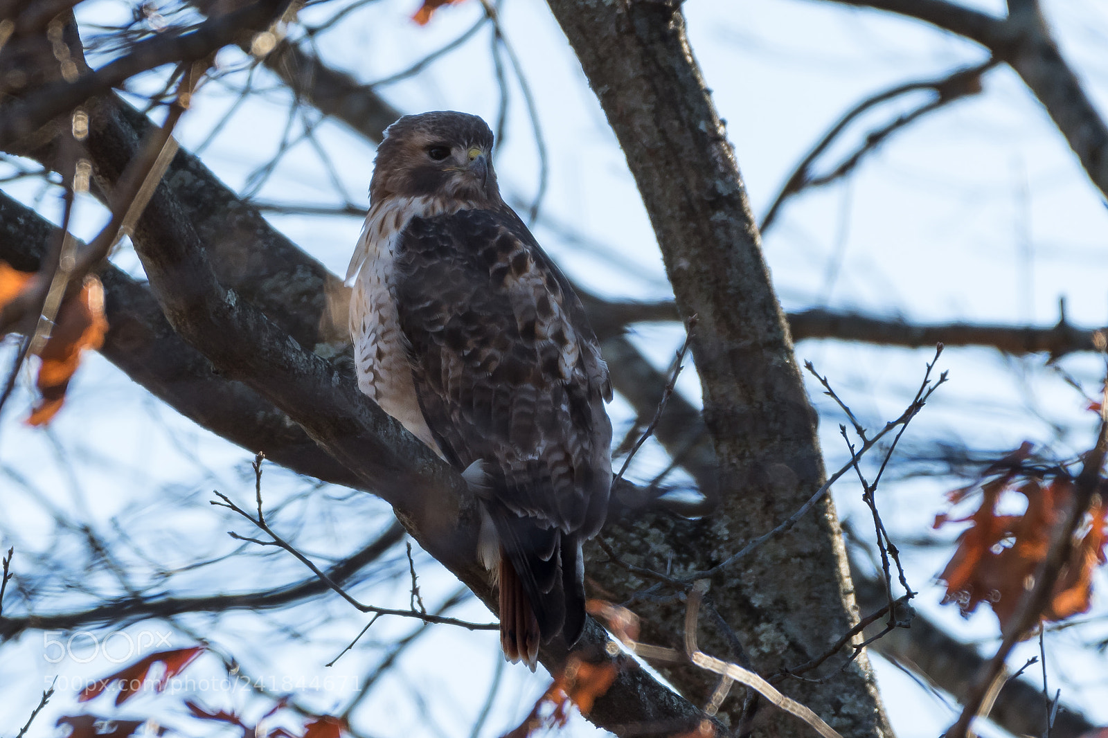Nikon D500 sample photo. Hawk pose photography