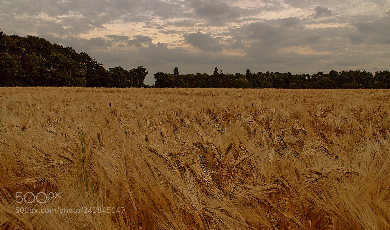 Sony SLT-A58 sample photo. Sommertag photography