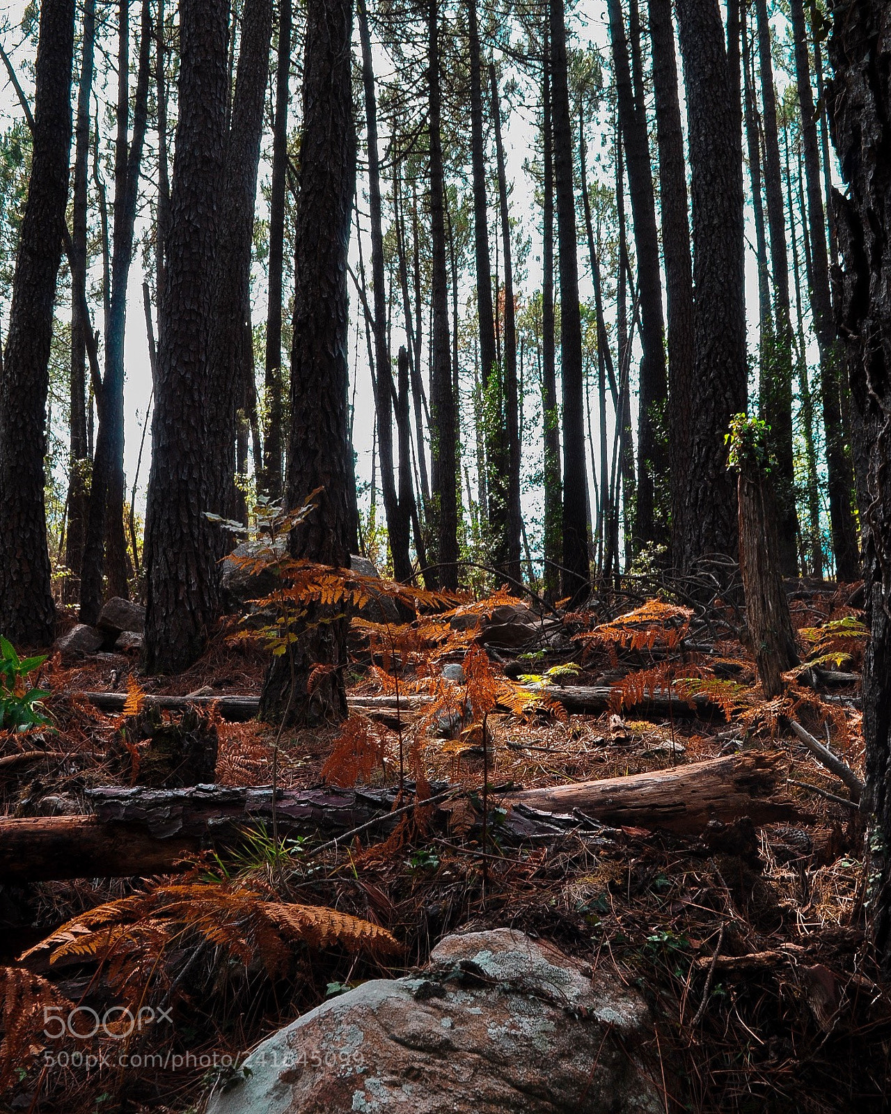 Nikon D5000 sample photo. A place of dreams photography