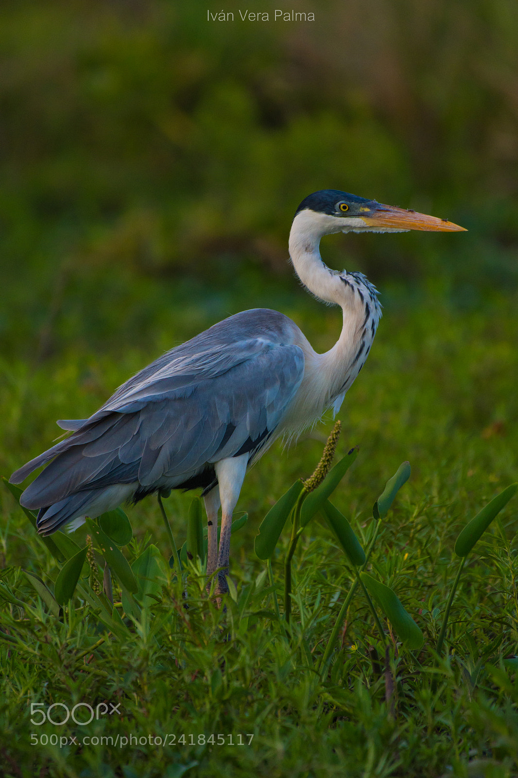 Nikon D500 sample photo. Garza mora photography