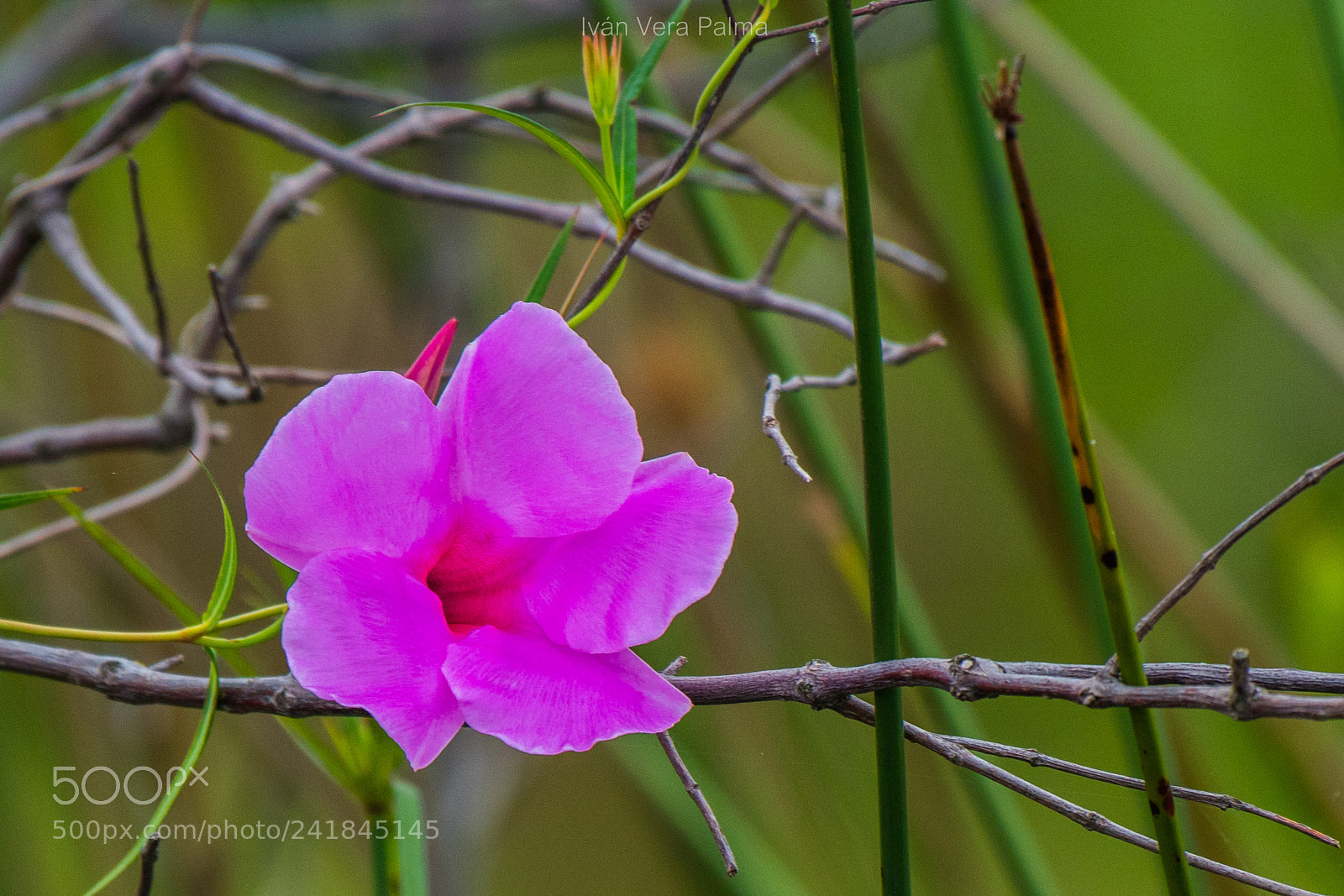 Nikon D500 sample photo. Flor photography