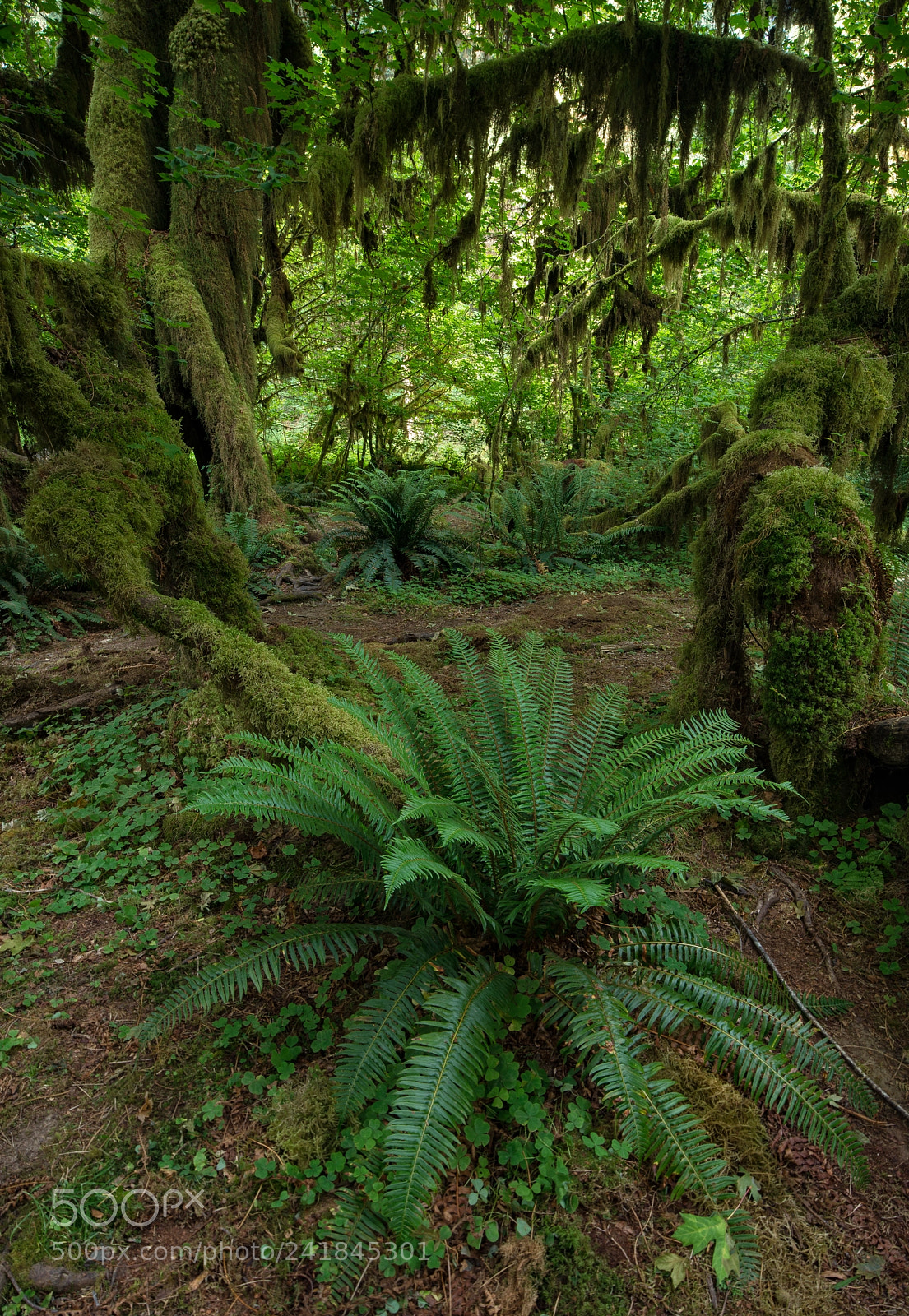 Nikon D800E sample photo. Neon nature photography