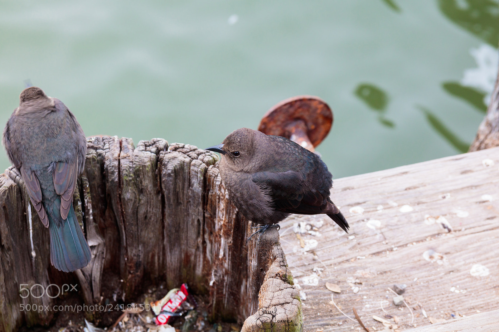 Canon EOS 750D (EOS Rebel T6i / EOS Kiss X8i) sample photo. San francisco photography
