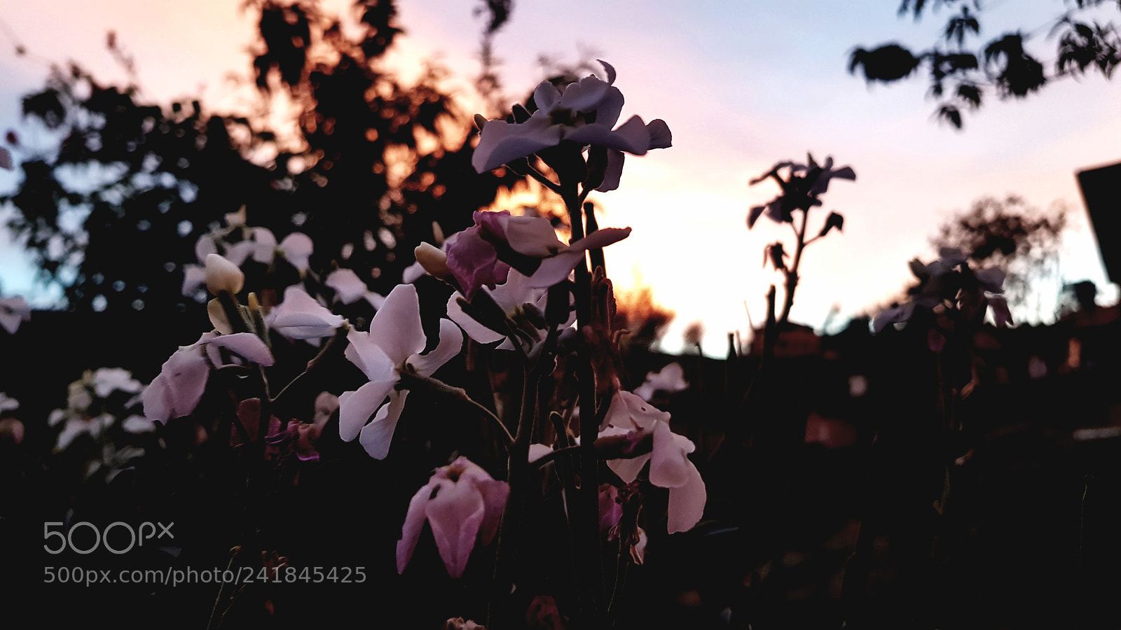 Samsung Galaxy S8+ sample photo. Roses photography