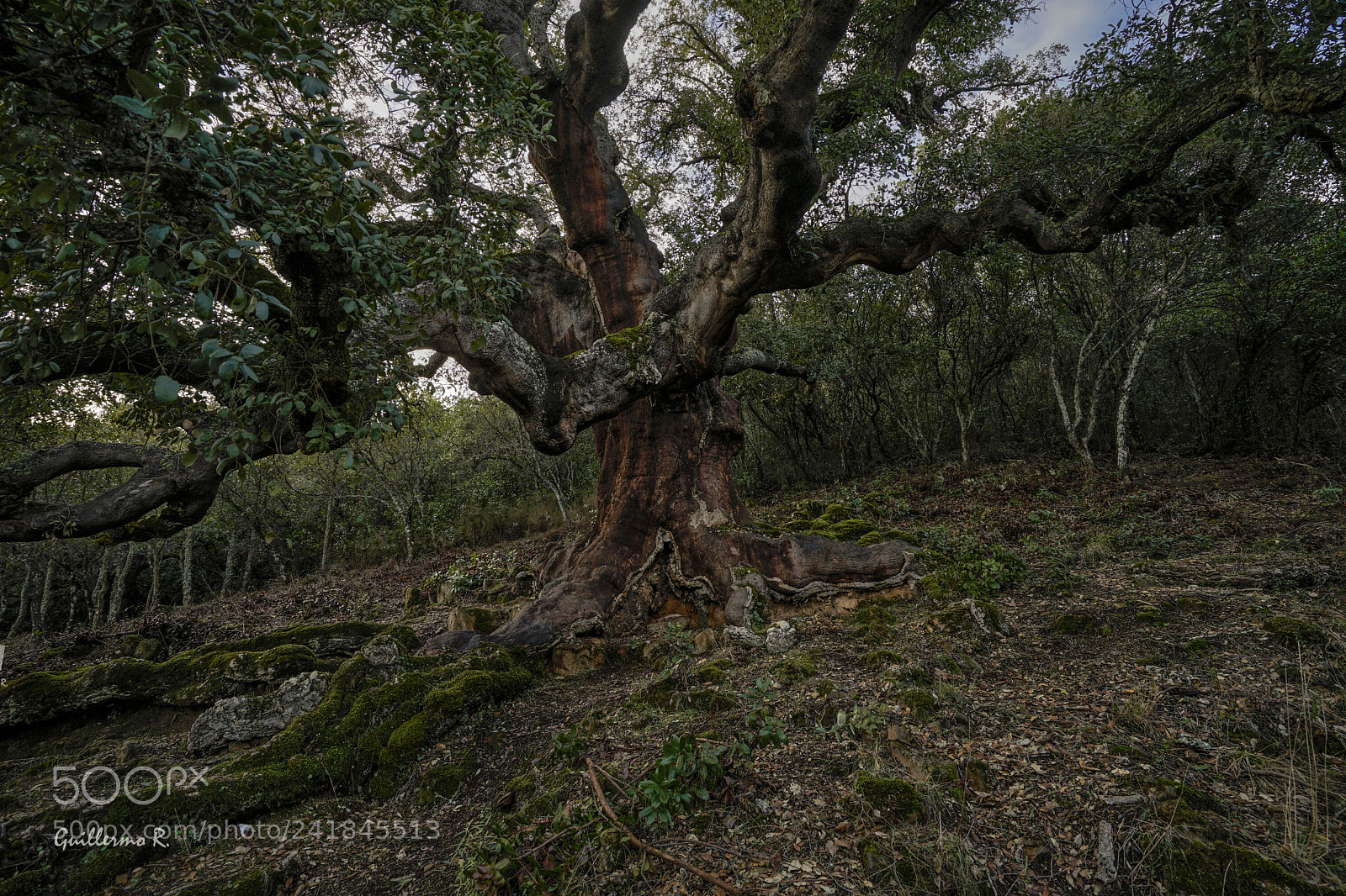 Sony a7 II sample photo. Hdr photography