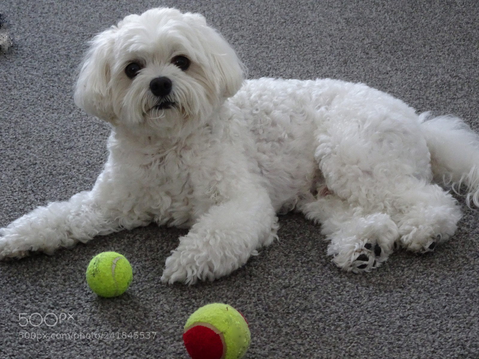 Sony Cyber-shot DSC-HX90V sample photo. Cavachon photography