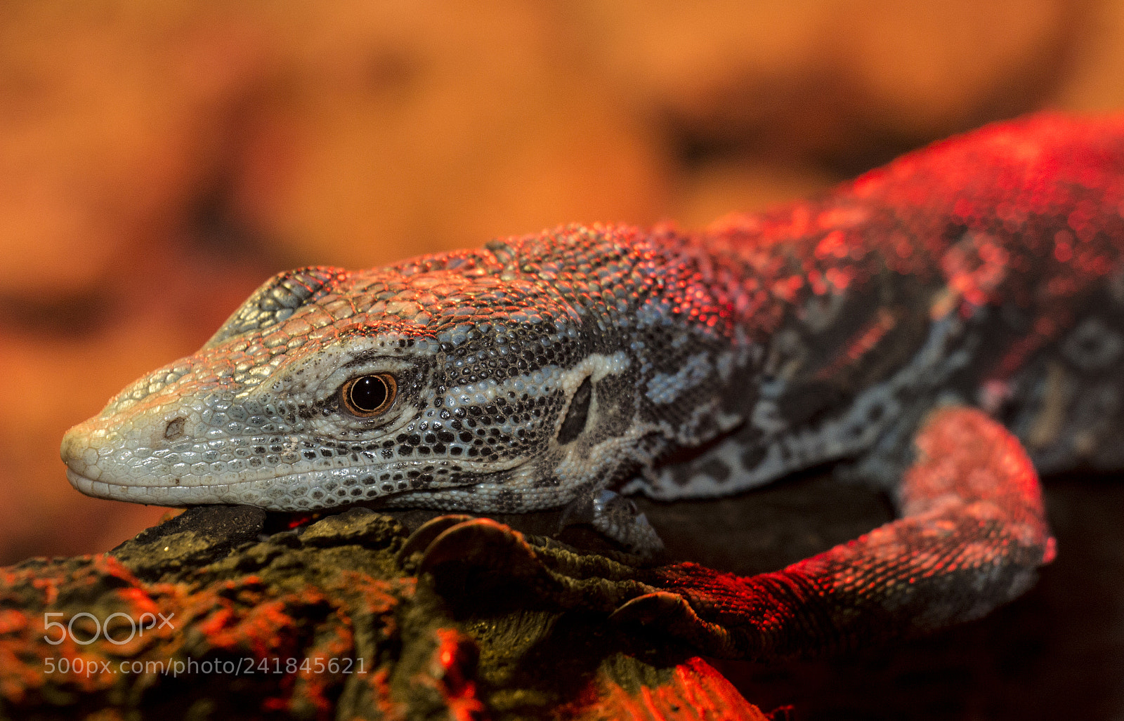 Canon EOS 100D (EOS Rebel SL1 / EOS Kiss X7) sample photo. Lizard photography