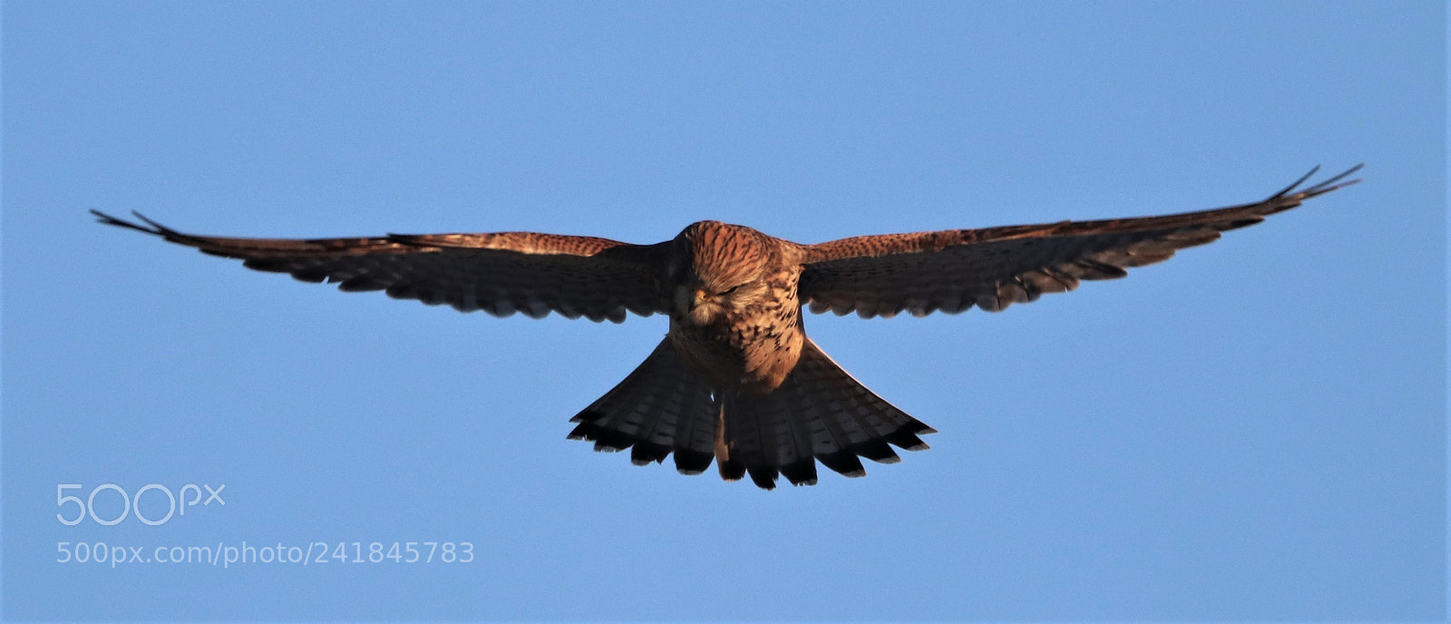 Canon EOS 800D (EOS Rebel T7i / EOS Kiss X9i) sample photo. Kestrel photography