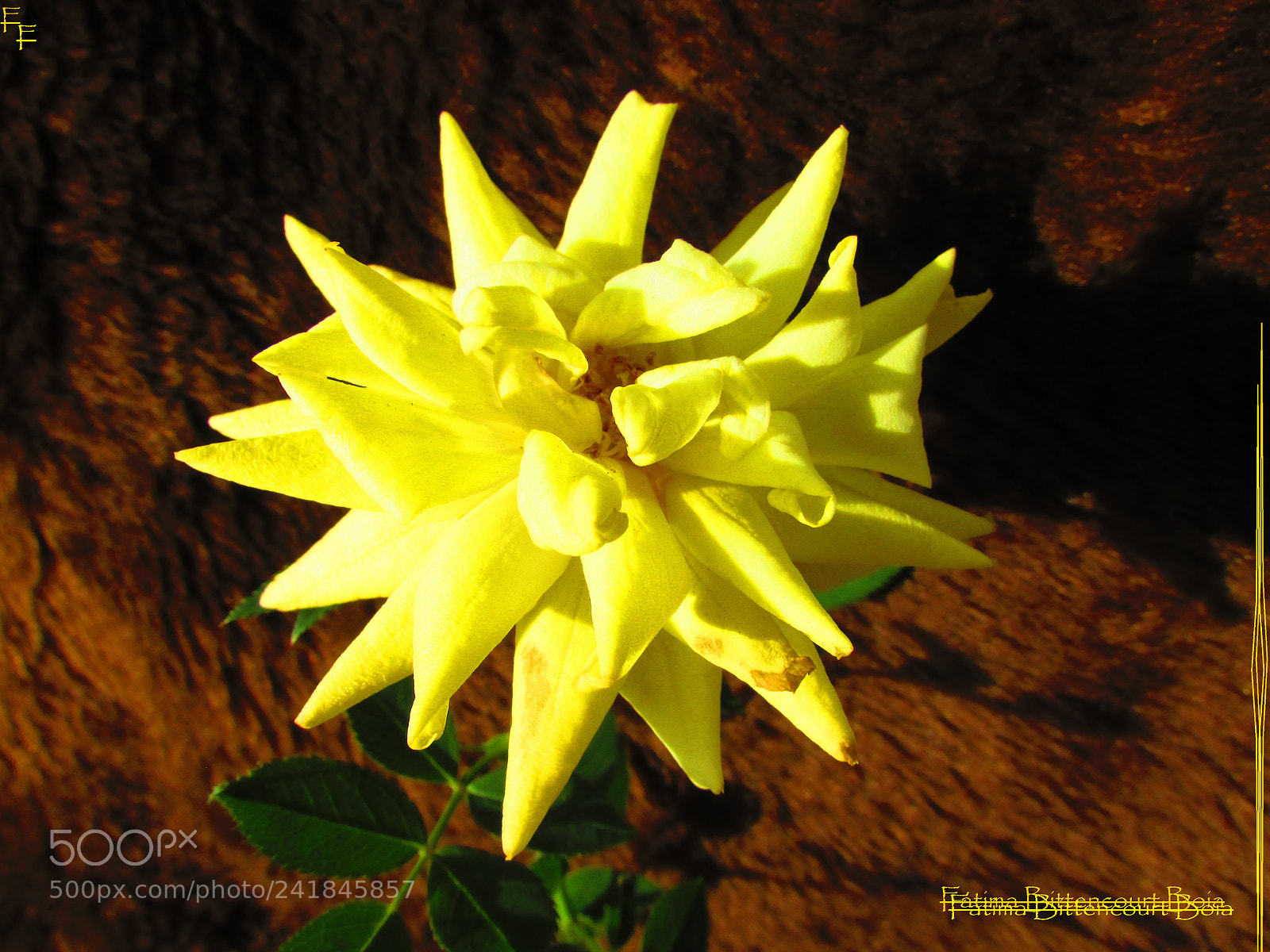 Canon PowerShot SX500 IS sample photo. 036.jpg photography